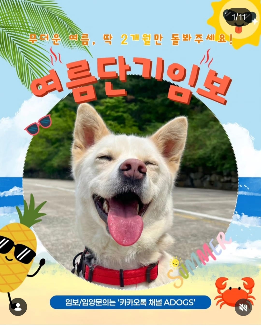 올여름은 유기동물과 함께🐶🐰😸 +임시보호 | 인스티즈