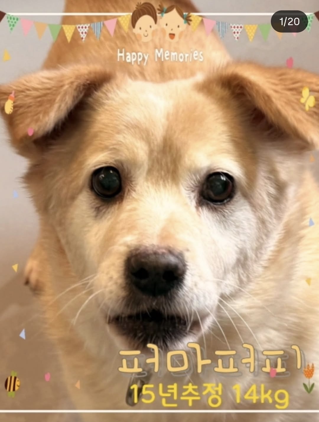 올여름은 유기동물과 함께🐶🐰😸 +임시보호 | 인스티즈