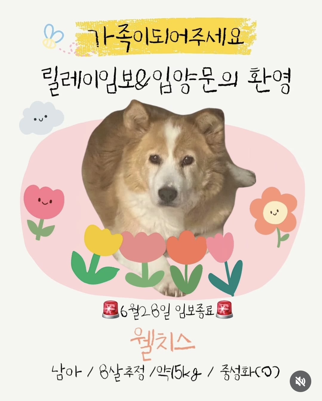 올여름은 유기동물과 함께🐶🐰😸 +임시보호 | 인스티즈