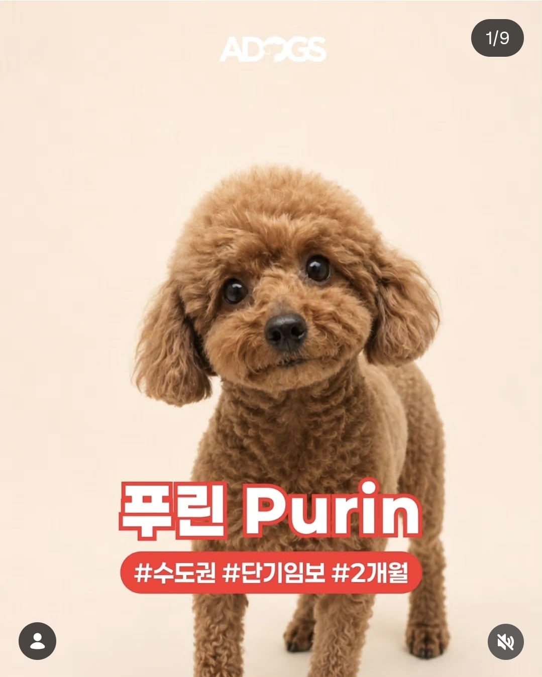 올여름은 유기동물과 함께🐶🐰😸 +임시보호 | 인스티즈