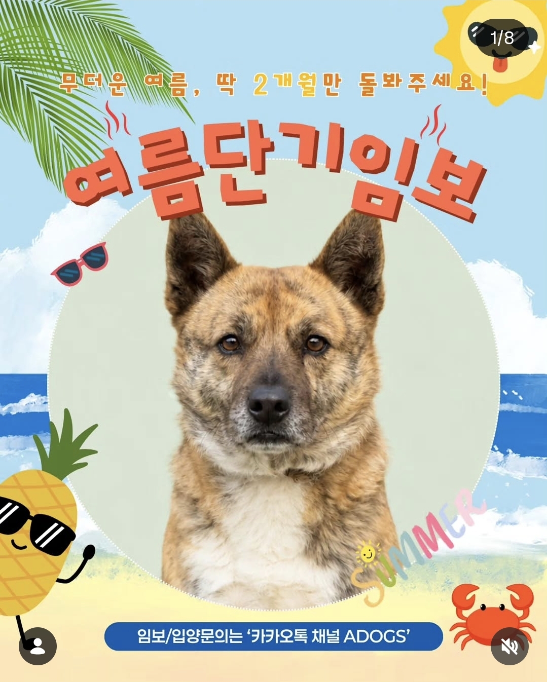 올여름은 유기동물과 함께🐶🐰😸 +임시보호 | 인스티즈