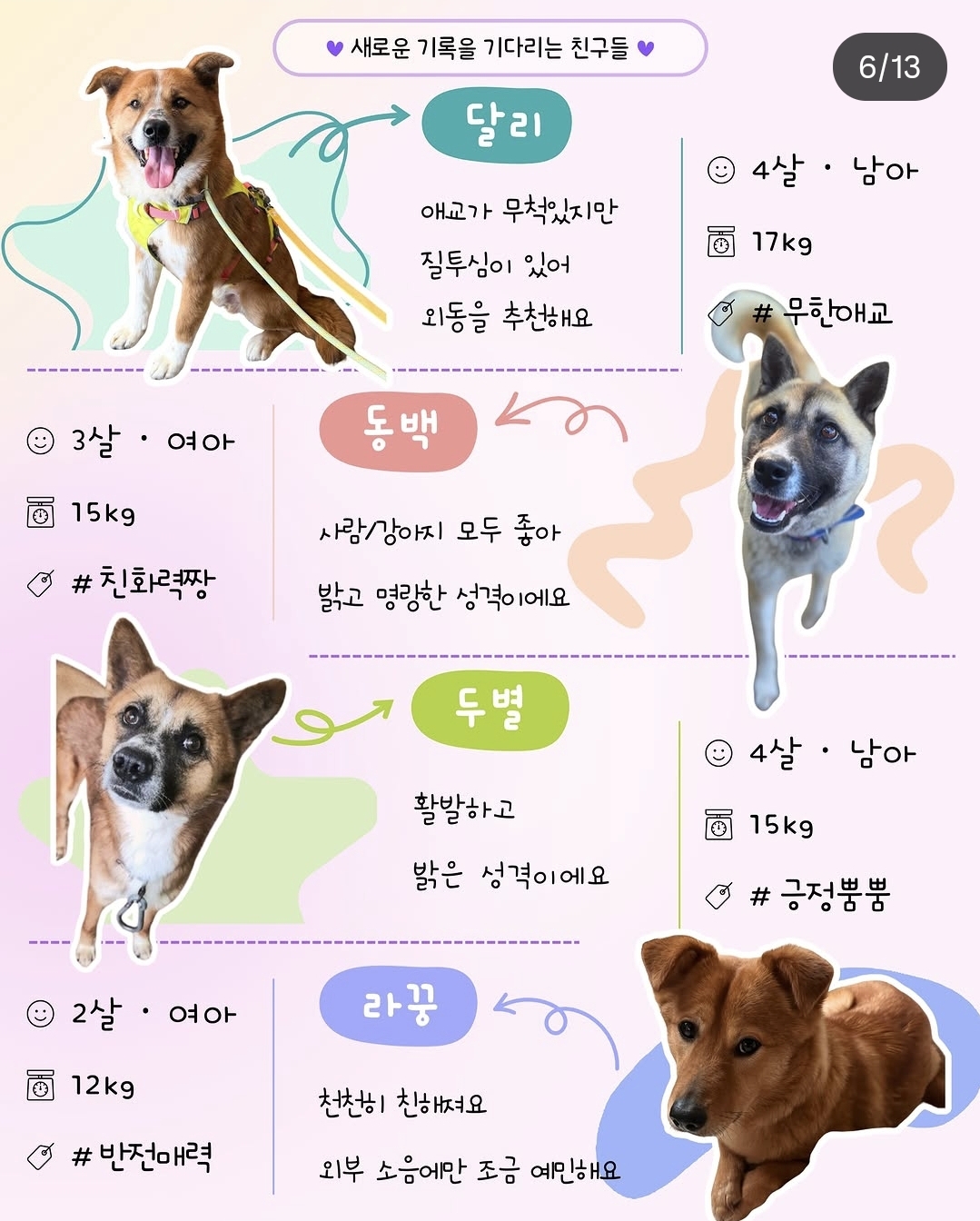 올여름은 유기동물과 함께🐶🐰😸 +임시보호 | 인스티즈