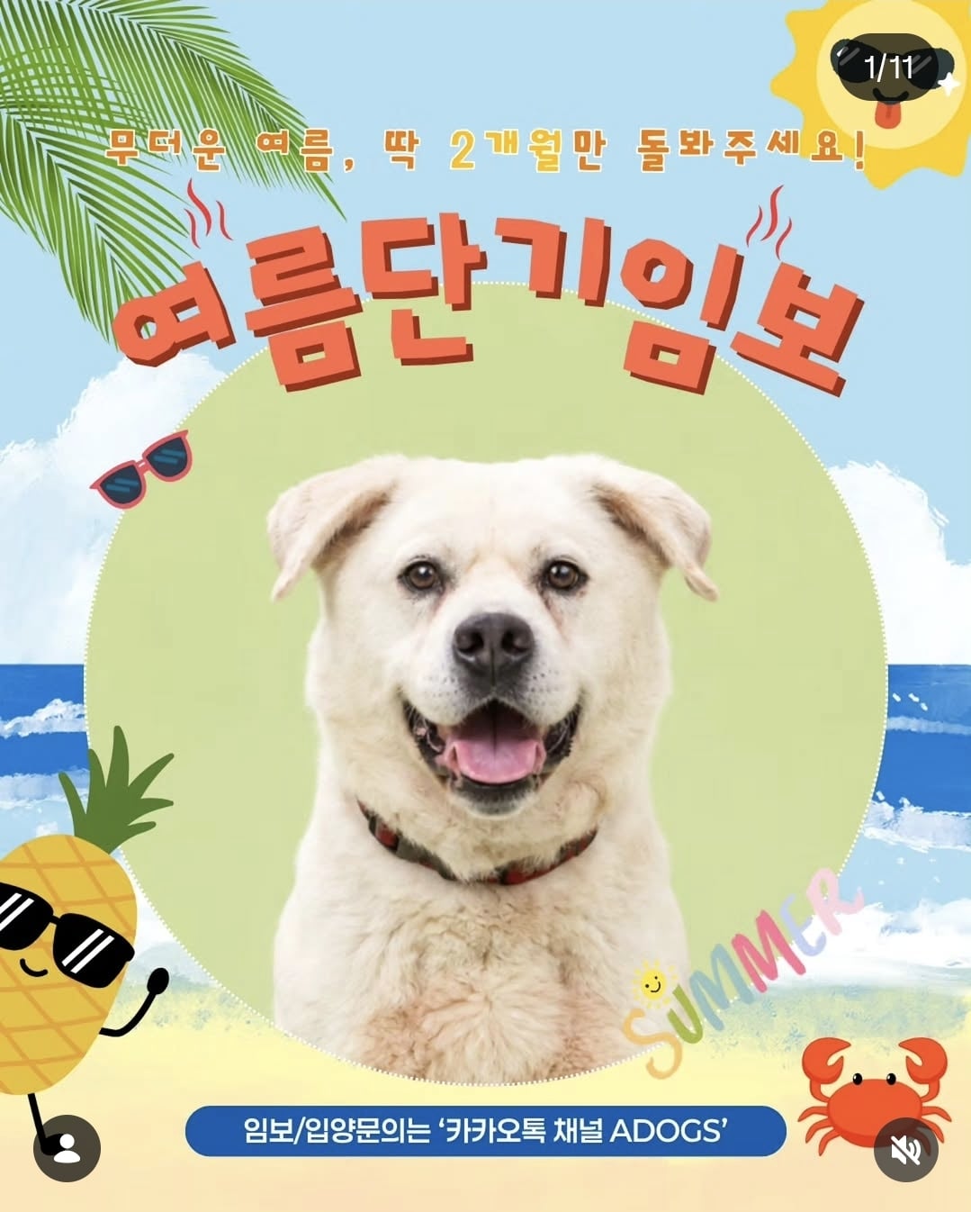 올여름은 유기동물과 함께🐶🐰😸 +임시보호 | 인스티즈