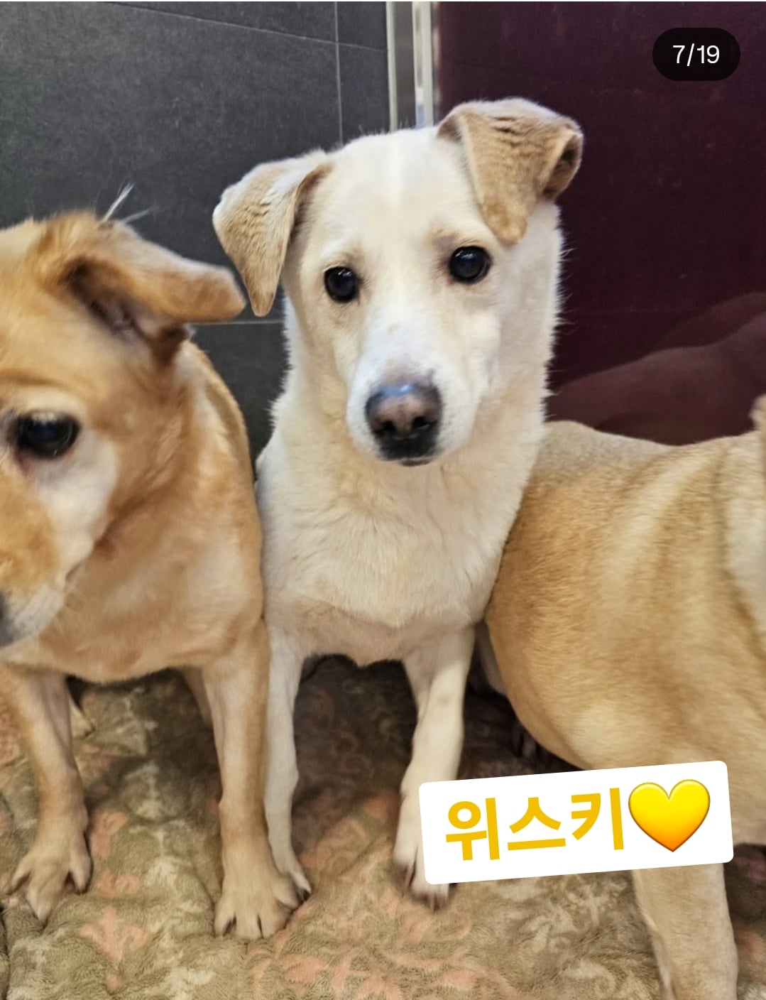 올여름은 유기동물과 함께🐶🐰😸 +임시보호 | 인스티즈