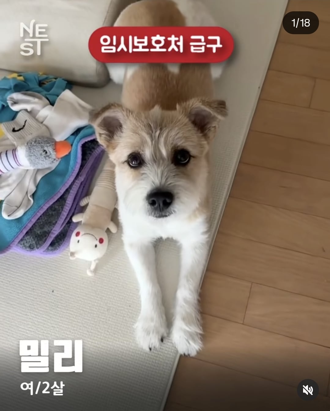 올여름은 유기동물과 함께🐶🐰😸 +임시보호 | 인스티즈