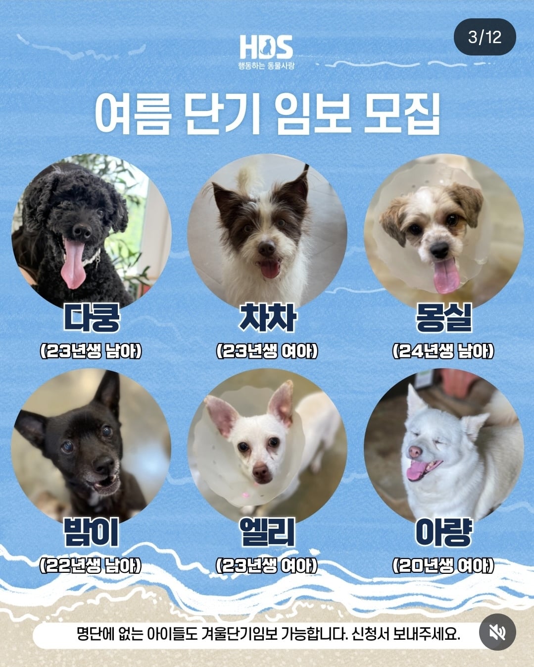 올여름은 유기동물과 함께🐶🐰😸 +임시보호 | 인스티즈