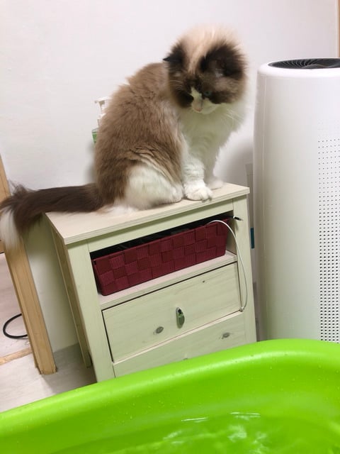 랙돌 고양이 쵸쵸의 일상 | 인스티즈