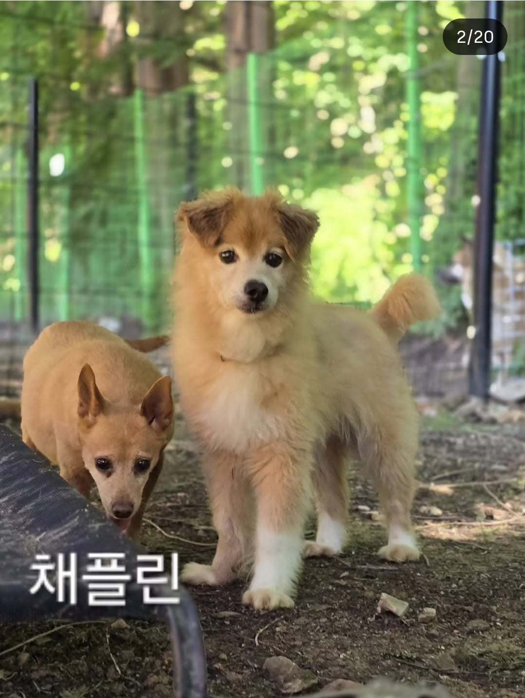 올여름은 유기동물과 함께🐶🐰😸 +임시보호 | 인스티즈
