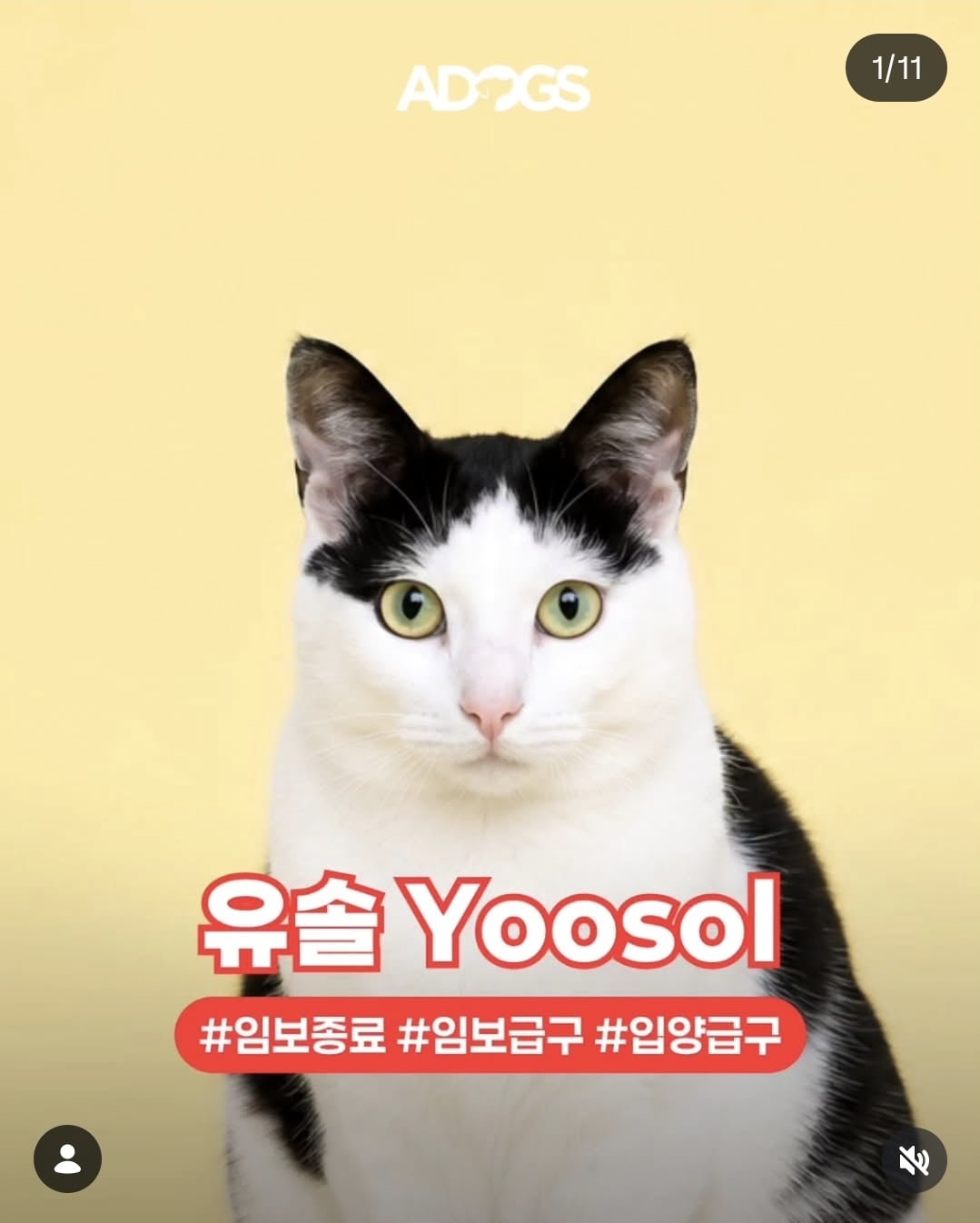 올여름은 유기동물과 함께🐶🐰😸 +임시보호 | 인스티즈