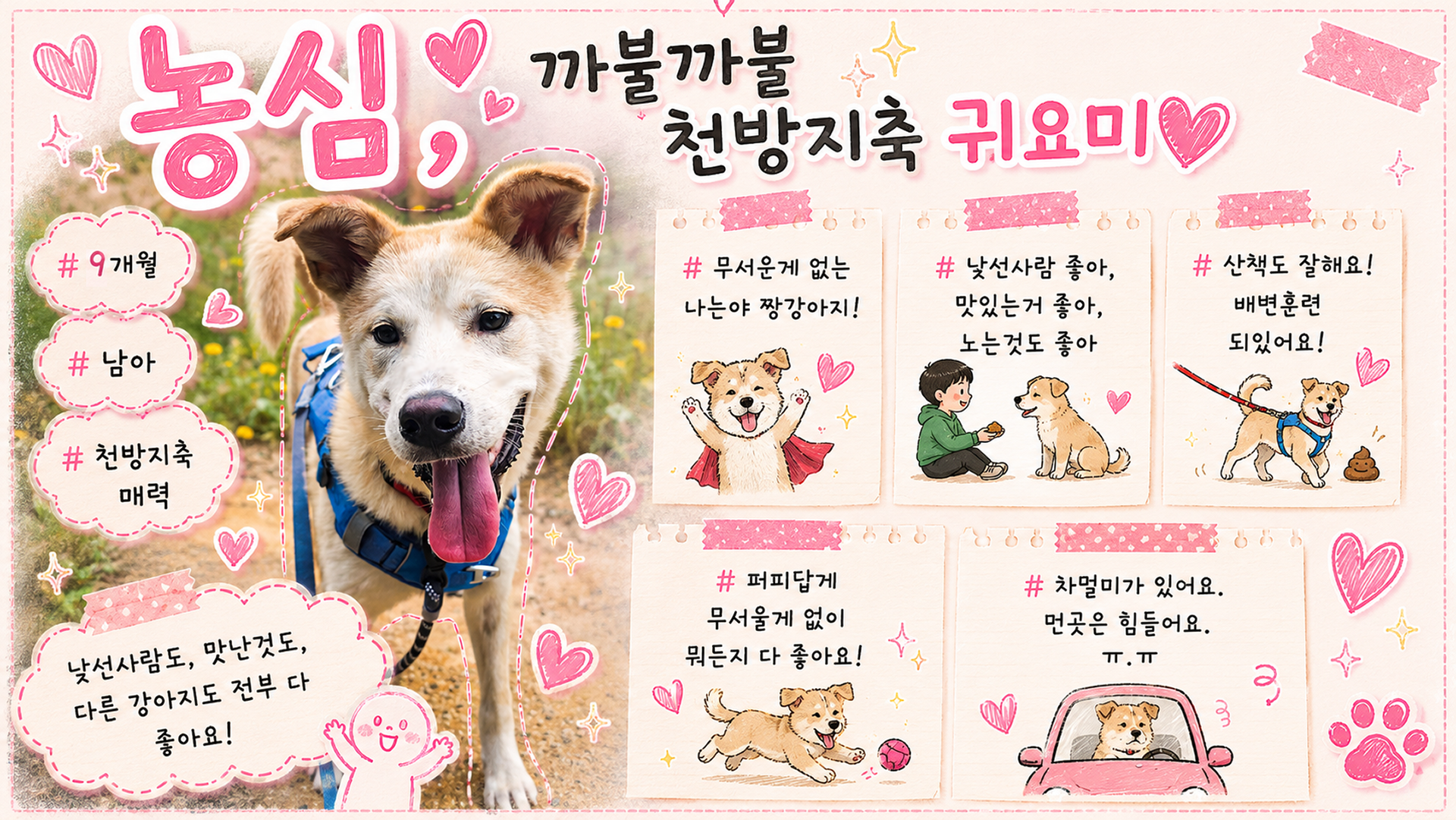 올여름은 유기동물과 함께🐶🐰😸 +임시보호 | 인스티즈