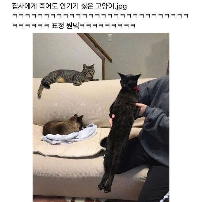 죽어도 안기기 싫은 고양이 | 인스티즈