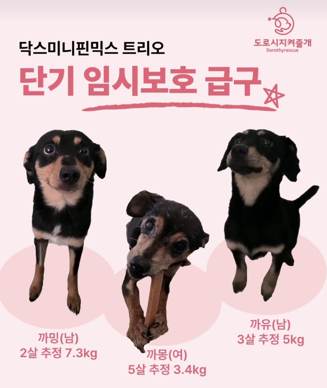 올여름은 유기동물과 함께🐶🐰😸 +임시보호 | 인스티즈
