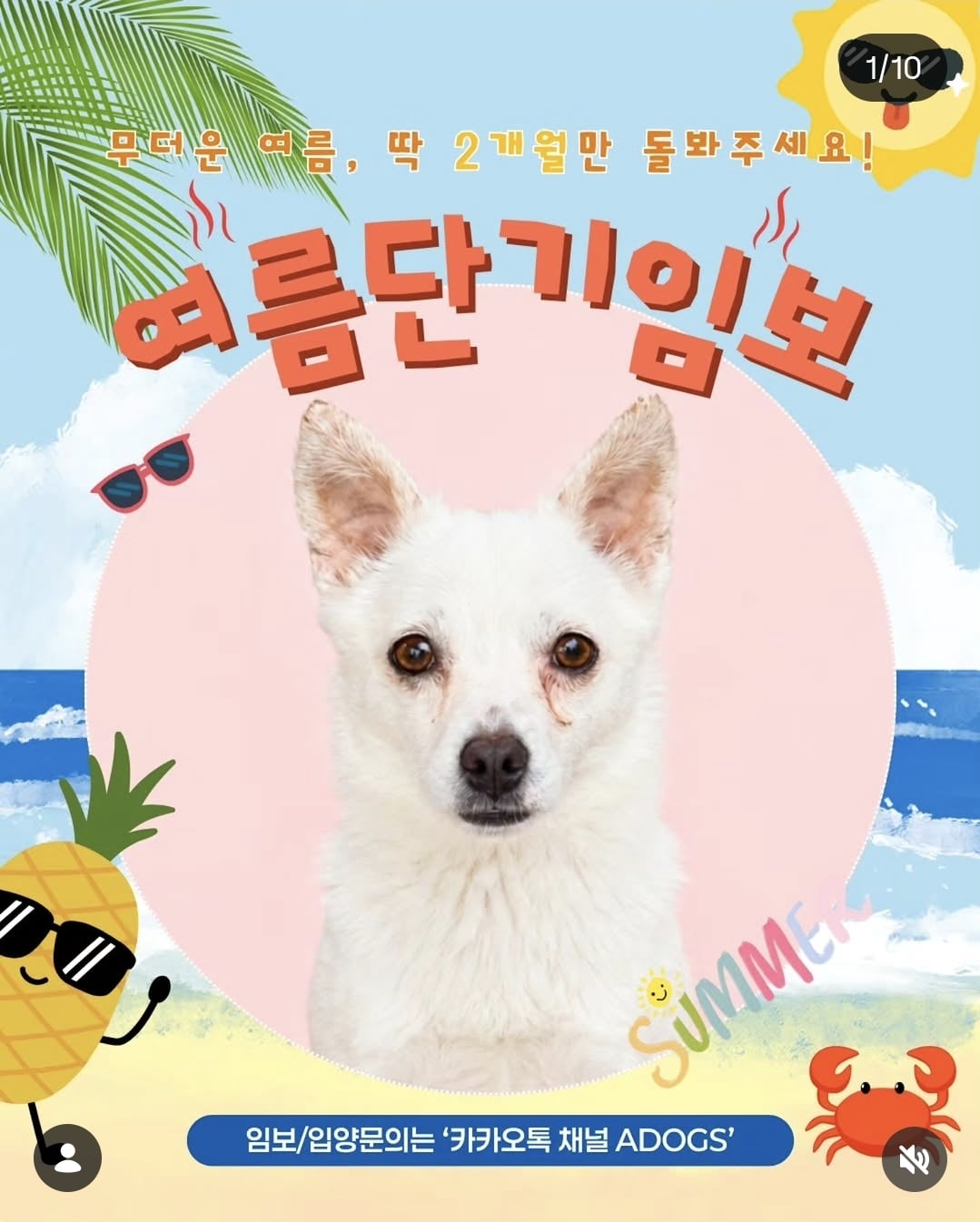 올여름은 유기동물과 함께🐶🐰😸 +임시보호 | 인스티즈