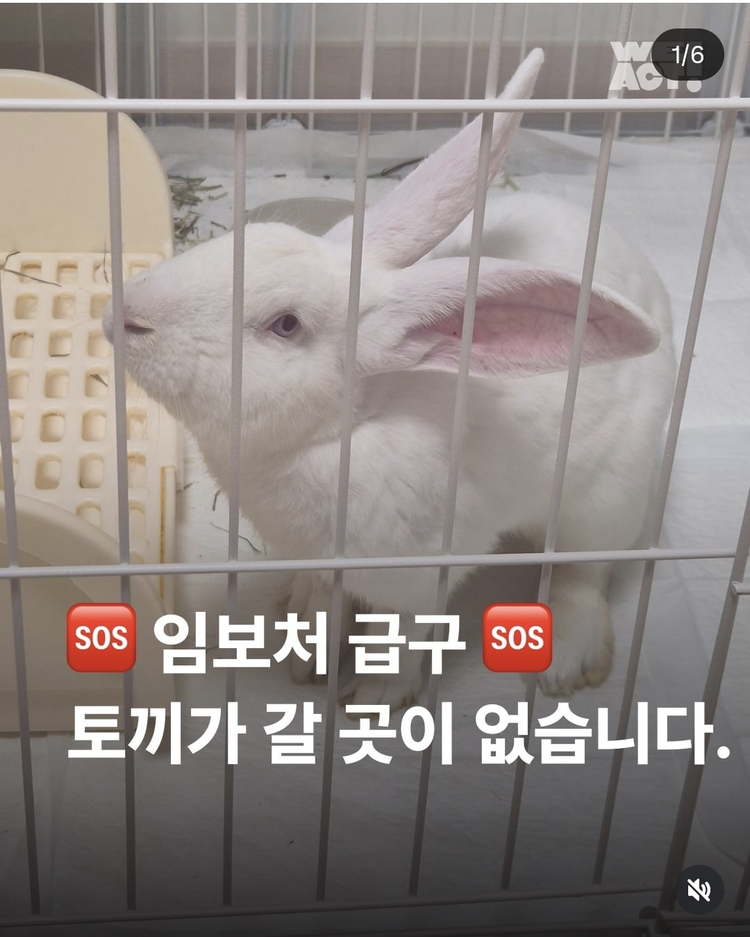 올여름은 유기동물과 함께🐶🐰😸 +임시보호 | 인스티즈