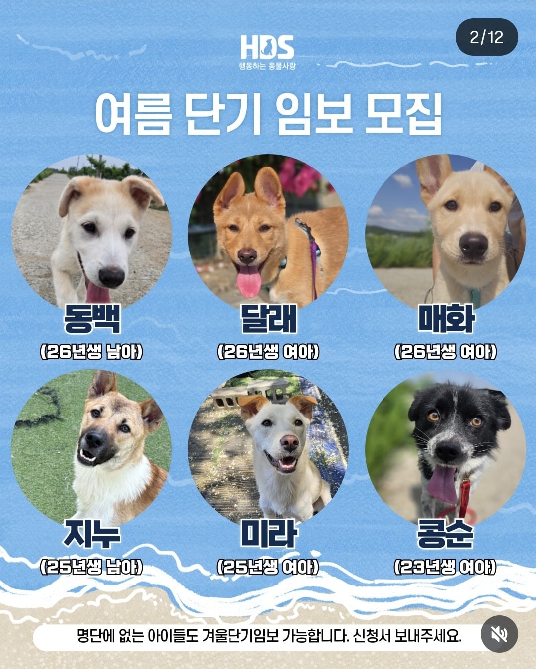 올여름은 유기동물과 함께🐶🐰😸 +임시보호 | 인스티즈