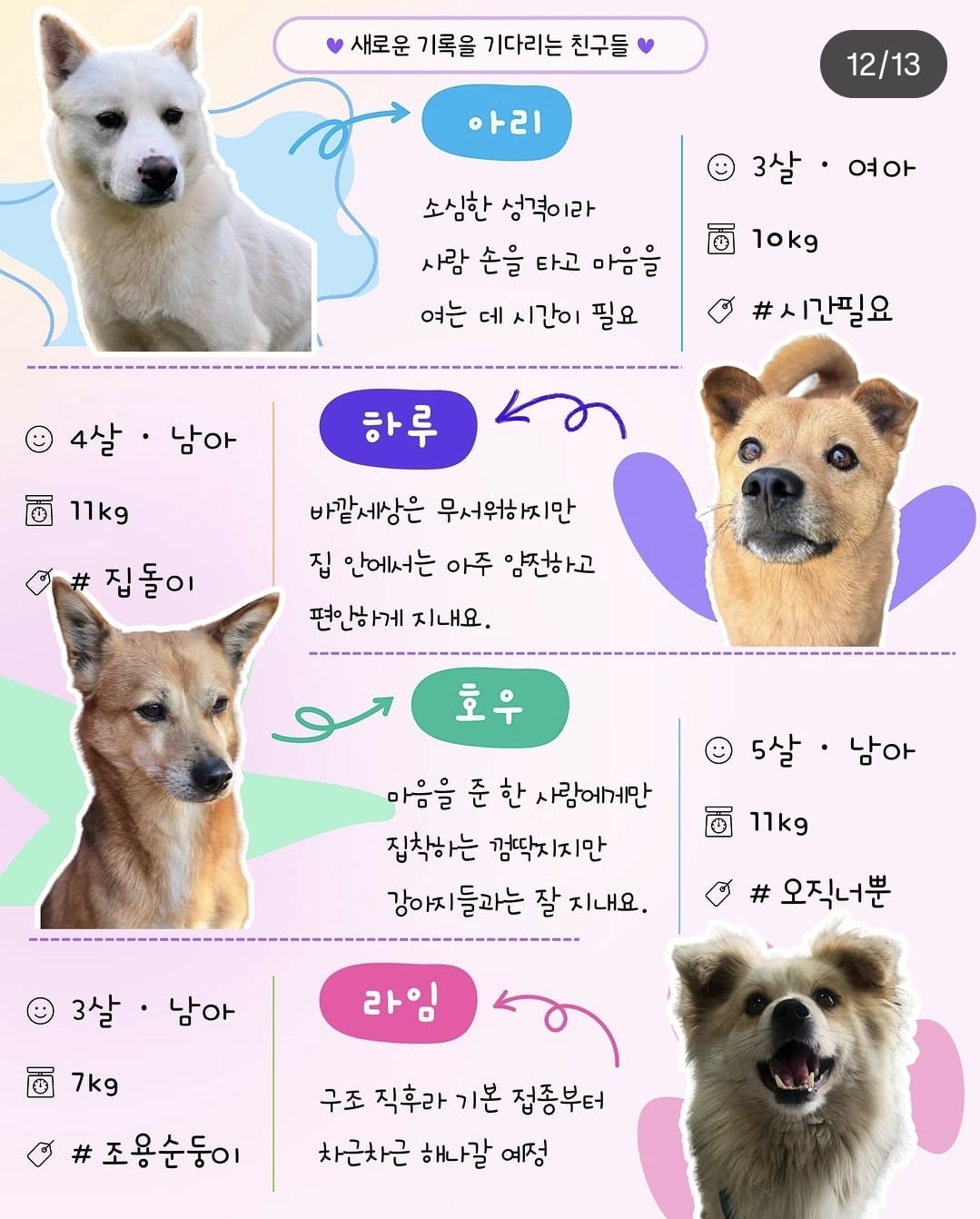 올여름은 유기동물과 함께🐶🐰😸 +임시보호 | 인스티즈