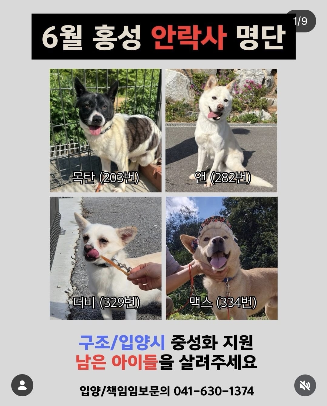 올여름은 유기동물과 함께🐶🐰😸 +임시보호 | 인스티즈