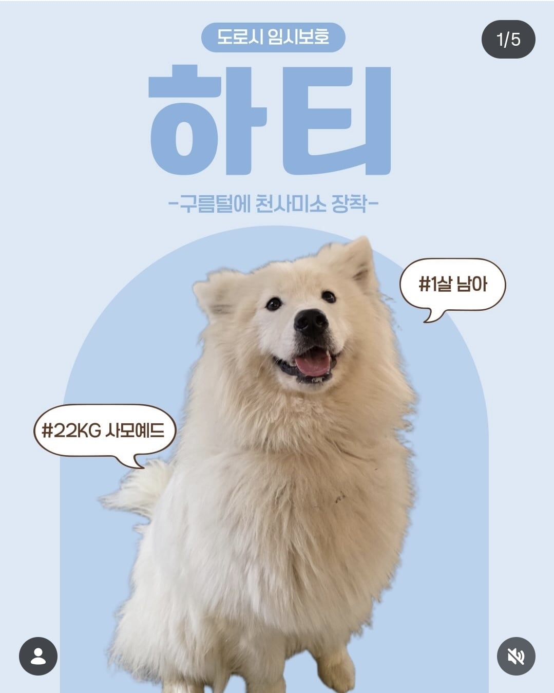 올여름은 유기동물과 함께🐶🐰😸 +임시보호 | 인스티즈