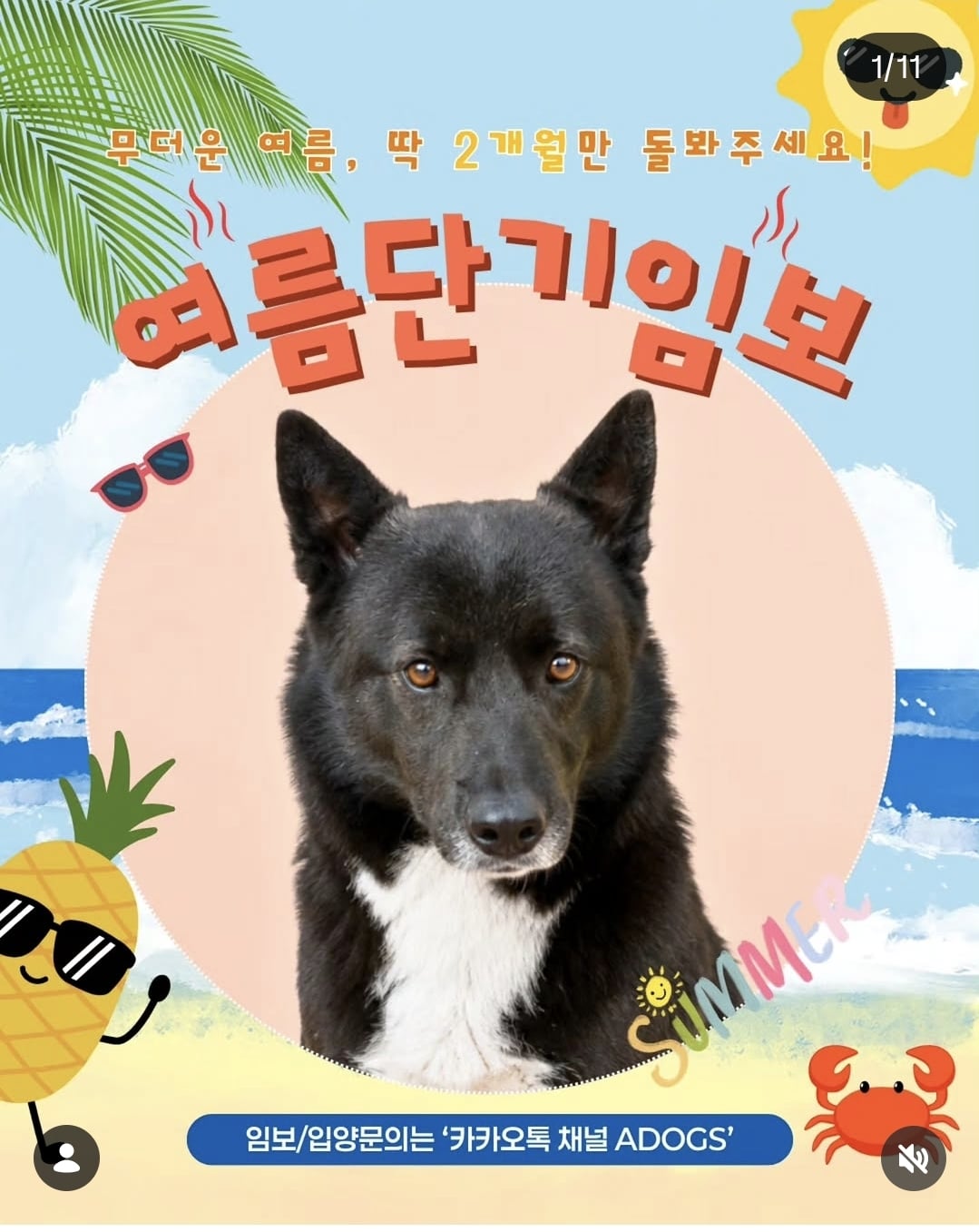 올여름은 유기동물과 함께🐶🐰😸 +임시보호 | 인스티즈