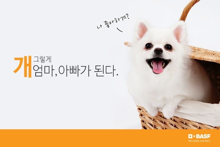 사람과 강아지를 연결하는 사랑의 호르몬이 있다 | 인스티즈