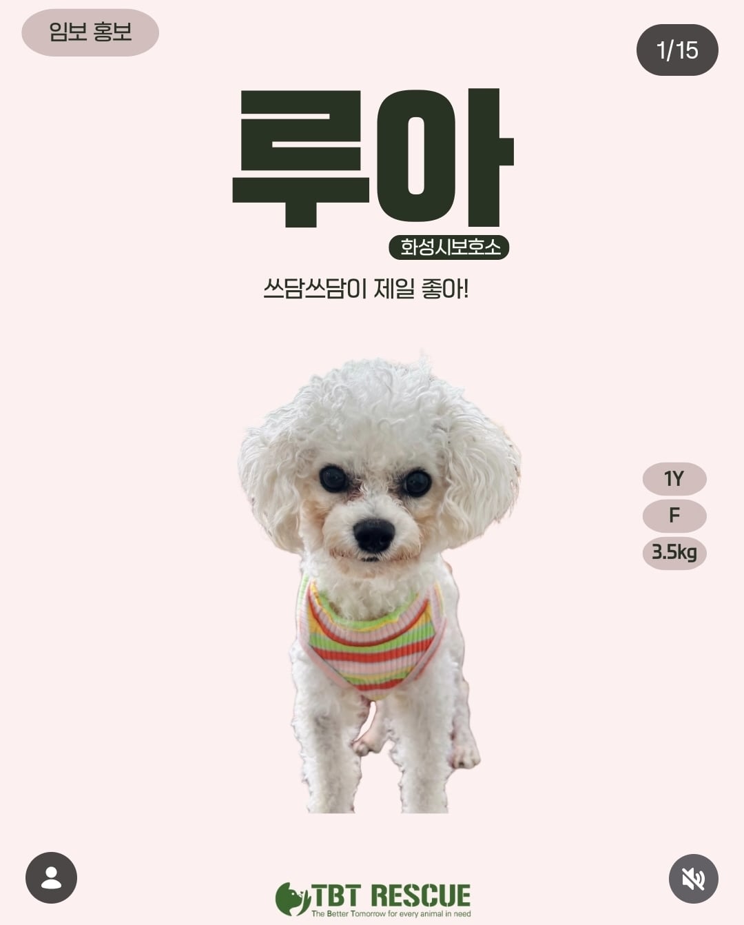 올여름은 유기동물과 함께🐶🐰😸 +임시보호 | 인스티즈