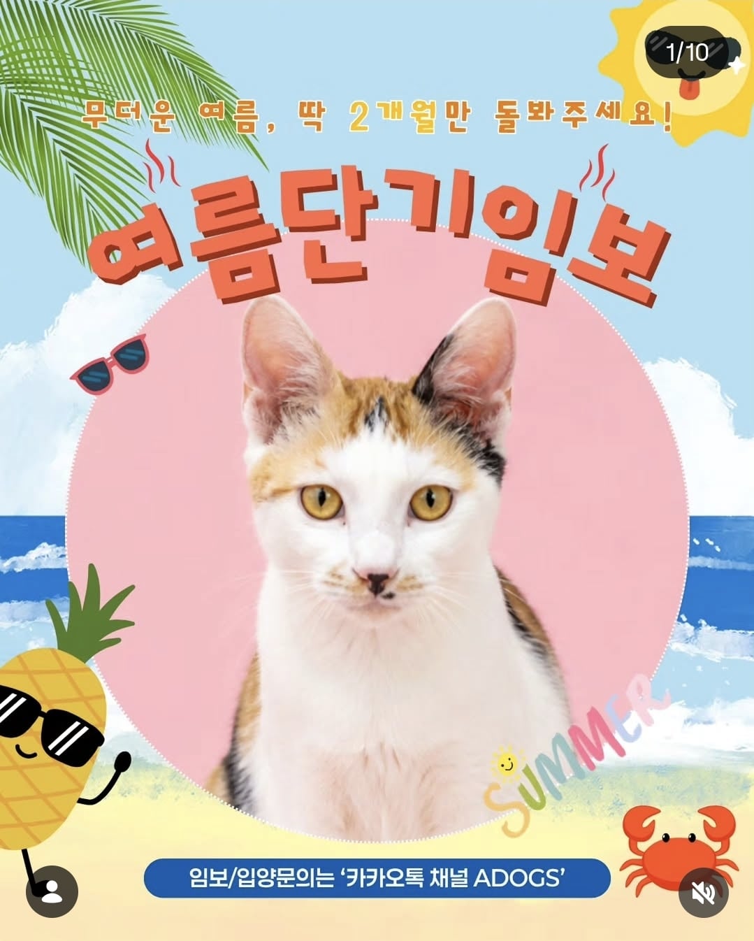 올여름은 유기동물과 함께🐶🐰😸 +임시보호 | 인스티즈