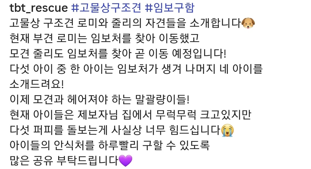 올여름은 유기동물과 함께🐶🐰😸 +임시보호 | 인스티즈
