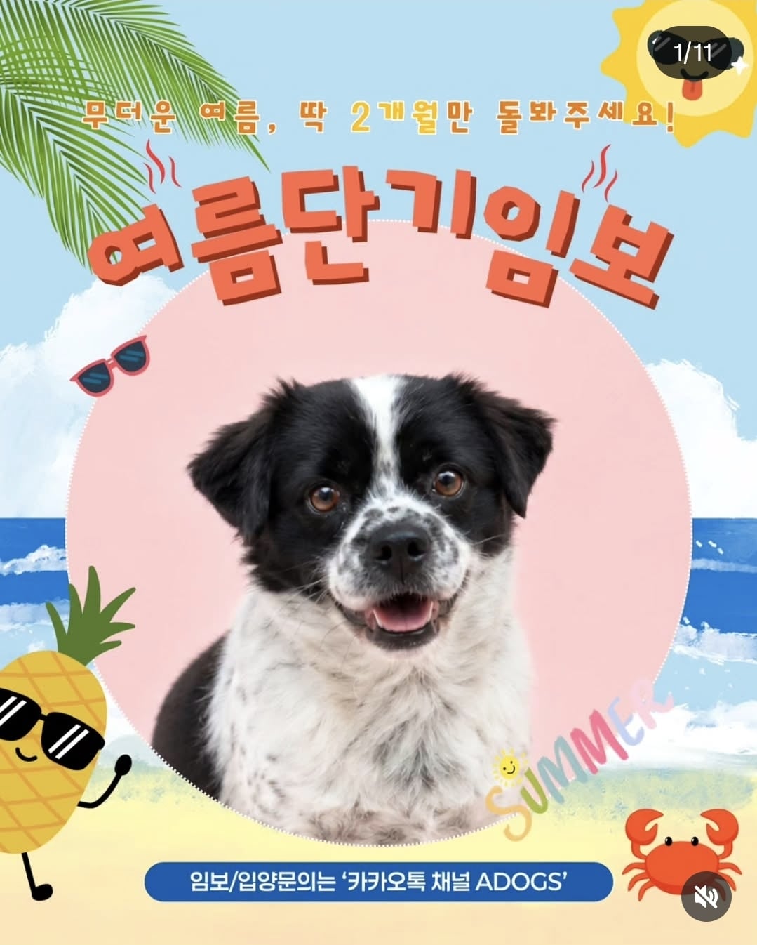 올여름은 유기동물과 함께🐶🐰😸 +임시보호 | 인스티즈