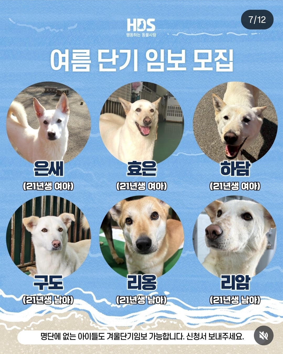 올여름은 유기동물과 함께🐶🐰😸 +임시보호 | 인스티즈