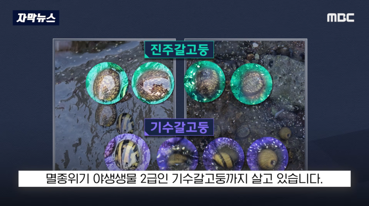 [자막뉴스] "이런 미친 행정 처음 봤다".. 콘크리트 대학살 '발칵' (MBC뉴스) | 인스티즈