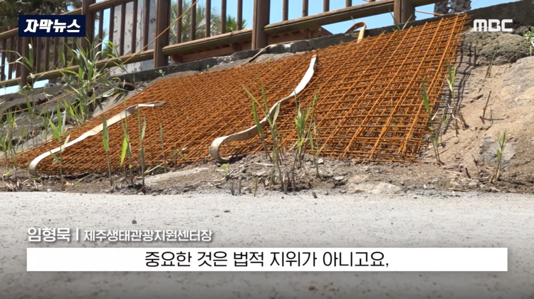 [자막뉴스] "이런 미친 행정 처음 봤다".. 콘크리트 대학살 '발칵' (MBC뉴스) | 인스티즈