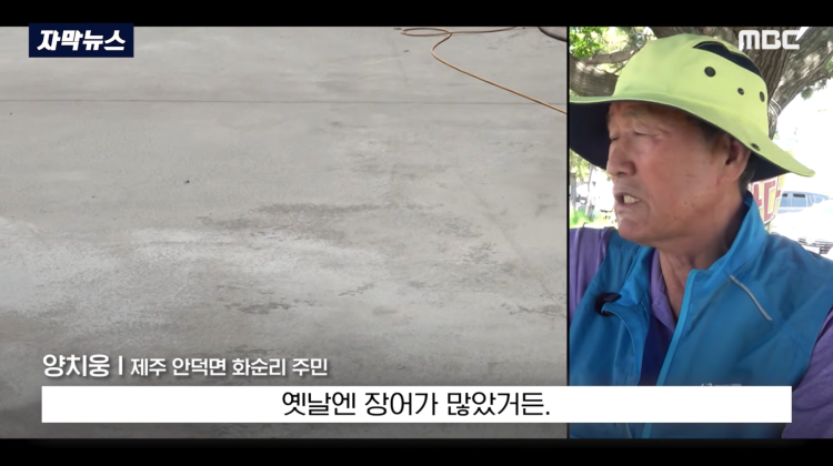 [자막뉴스] "이런 미친 행정 처음 봤다".. 콘크리트 대학살 '발칵' (MBC뉴스) | 인스티즈