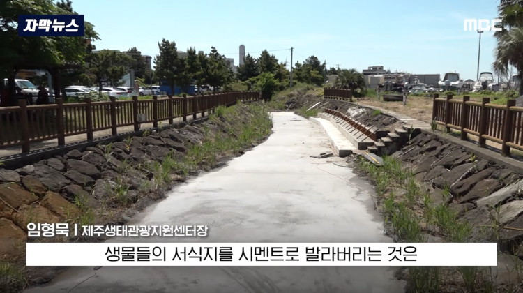 [자막뉴스] "이런 미친 행정 처음 봤다".. 콘크리트 대학살 '발칵' (MBC뉴스) | 인스티즈