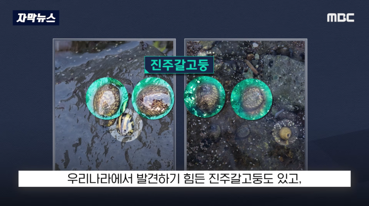 [자막뉴스] "이런 미친 행정 처음 봤다".. 콘크리트 대학살 '발칵' (MBC뉴스) | 인스티즈