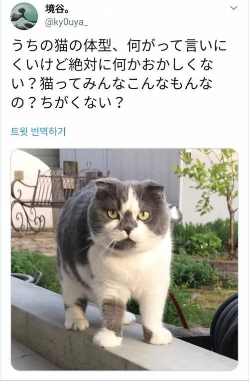 자기집 고양이를 보고 이상하단걸 느낀 일본인 | 인스티즈