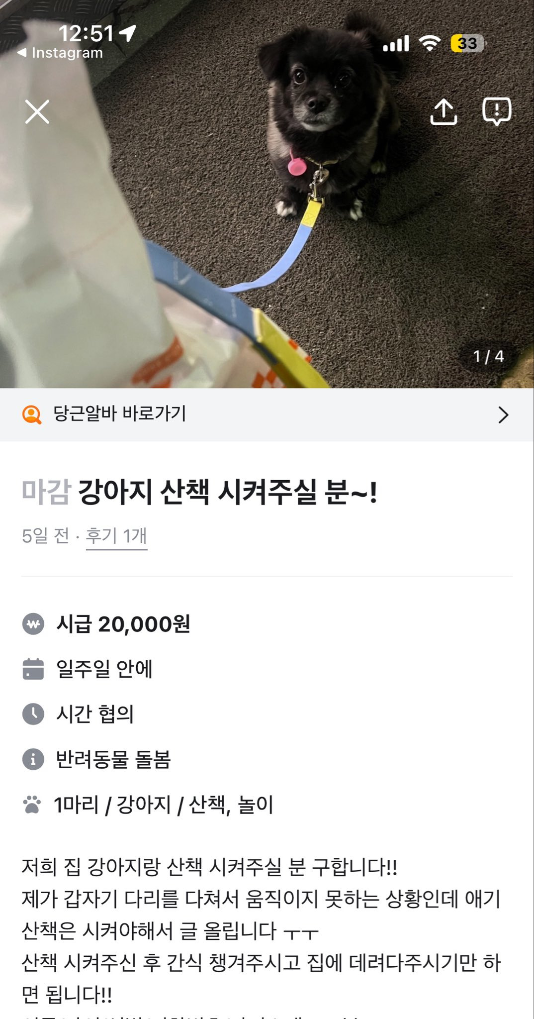 당근 등에 올라오는 강아지 산책시켜주실 분 정체 | 인스티즈