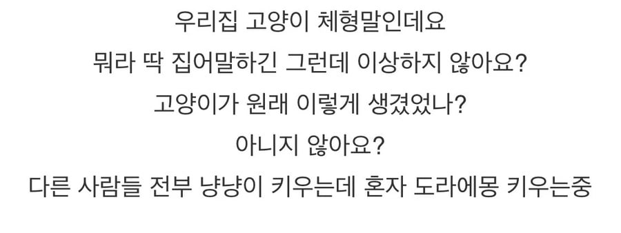 자기집 고양이를 보고 이상하단걸 느낀 일본인 | 인스티즈