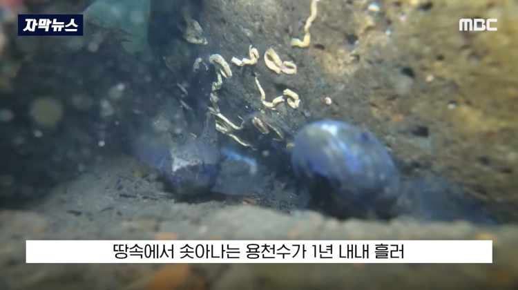 [자막뉴스] "이런 미친 행정 처음 봤다".. 콘크리트 대학살 '발칵' (MBC뉴스) | 인스티즈
