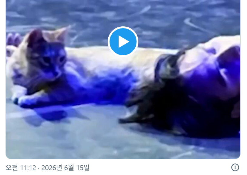 튀르키예에서 로미오와 줄리엣 공연하는데 고양이가 갑자기 무대에 들어와서 로미오 머리카락 쥐어뜯음 | 인스티즈