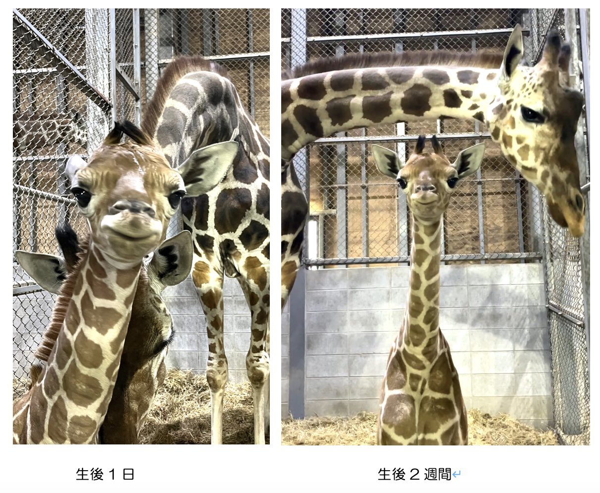 생후 2주된 아기기린 | 인스티즈