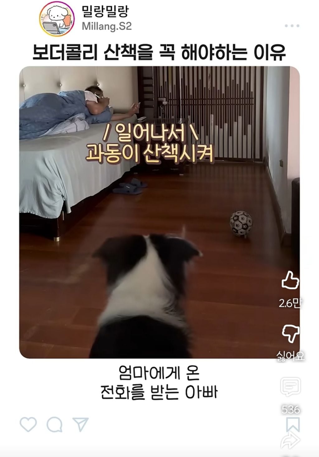 아빠가 산책 안시켜주니까 엄마한테 전화걸어서 일러 바치는 보더콜리 | 인스티즈