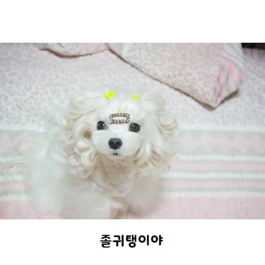 웨이브펌 잘 나온 강아지 | 인스티즈