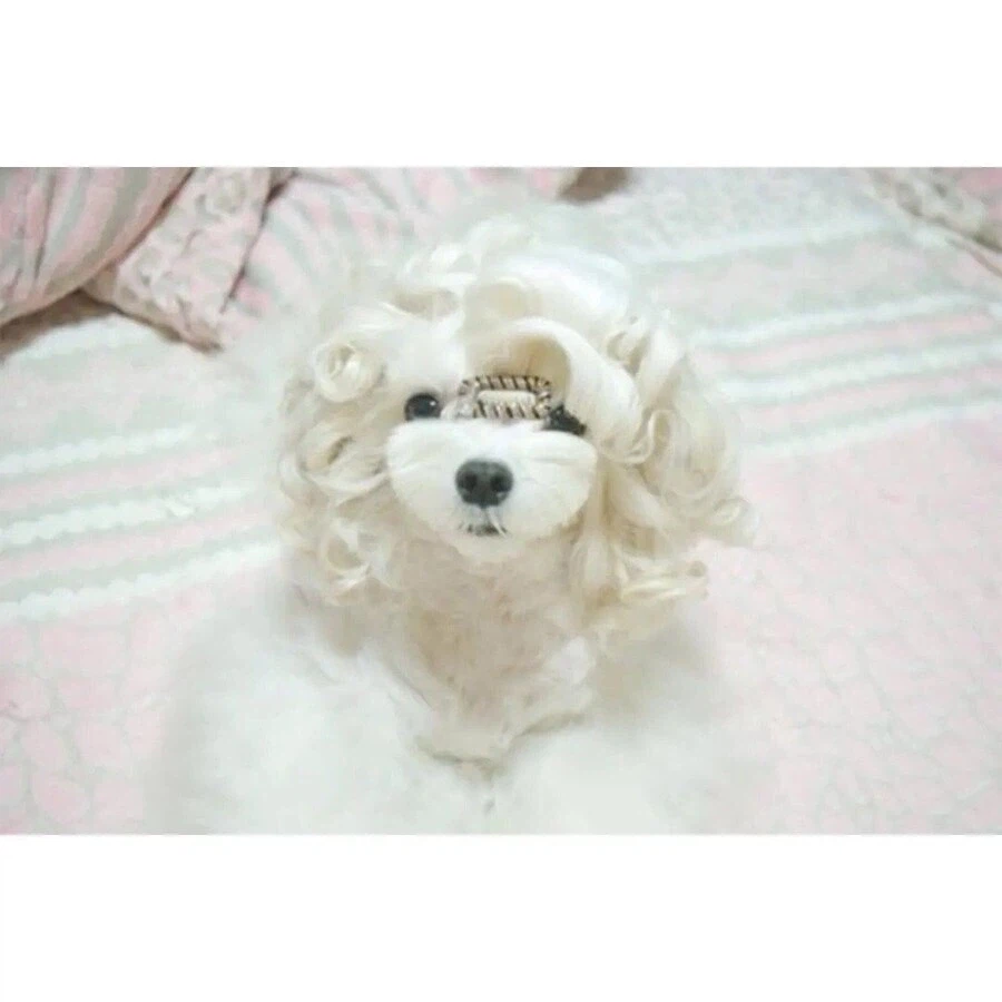 웨이브펌 잘 나온 강아지 | 인스티즈