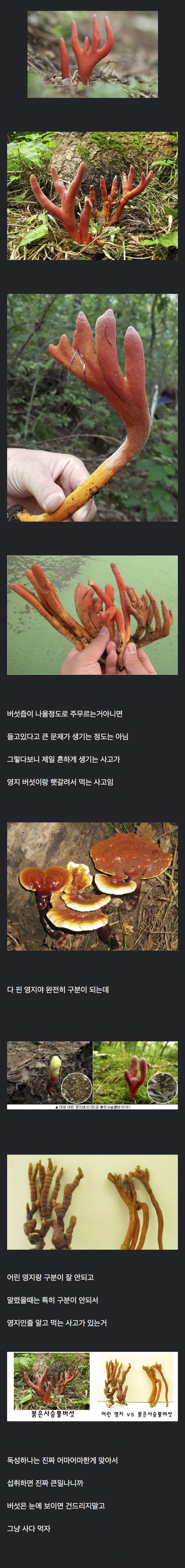 붉은 뿔 사슴 버섯 섭취 사고의 진실 | 인스티즈