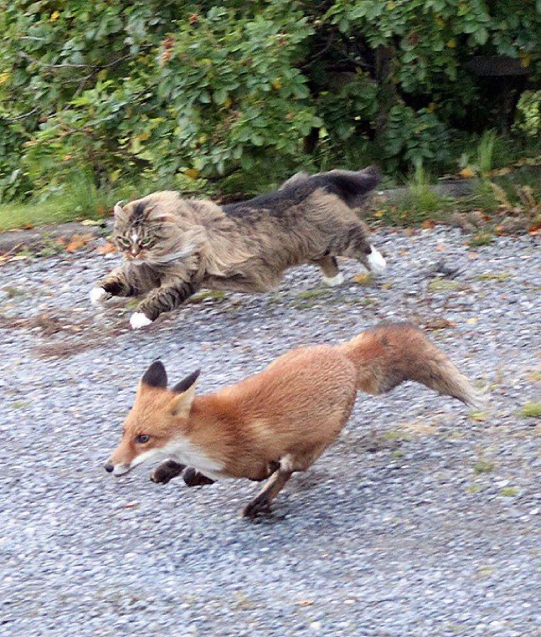 🦊달려! 이 사실을 공주님께 전해야 해! | 인스티즈