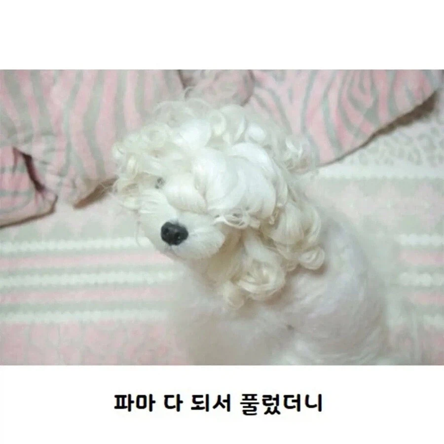 웨이브펌 잘 나온 강아지 | 인스티즈