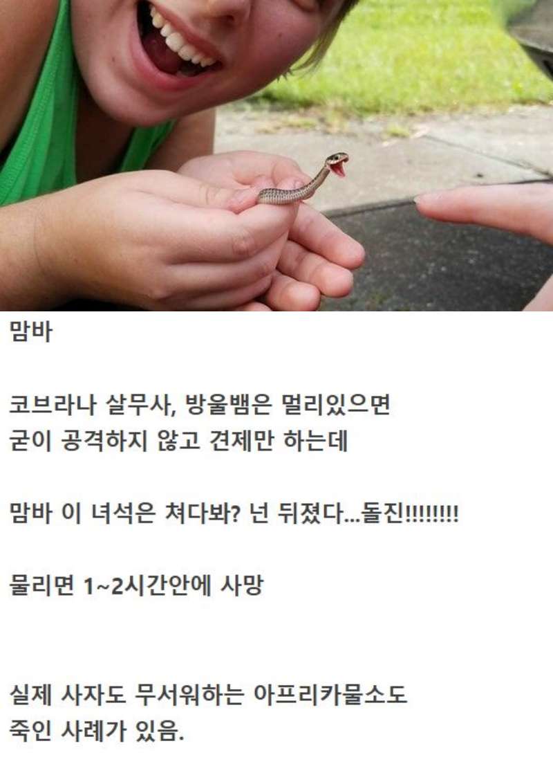 귀여운 뱀인줄 알고 사진 찍었는데 | 인스티즈