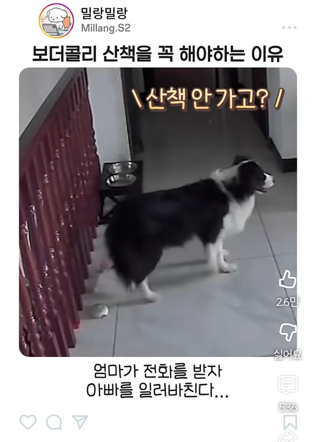아빠가 산책 안시켜주니까 엄마한테 전화걸어서 일러 바치는 보더콜리 | 인스티즈