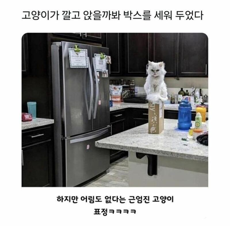 고양이가 박스 깔고 앉을까봐 | 인스티즈
