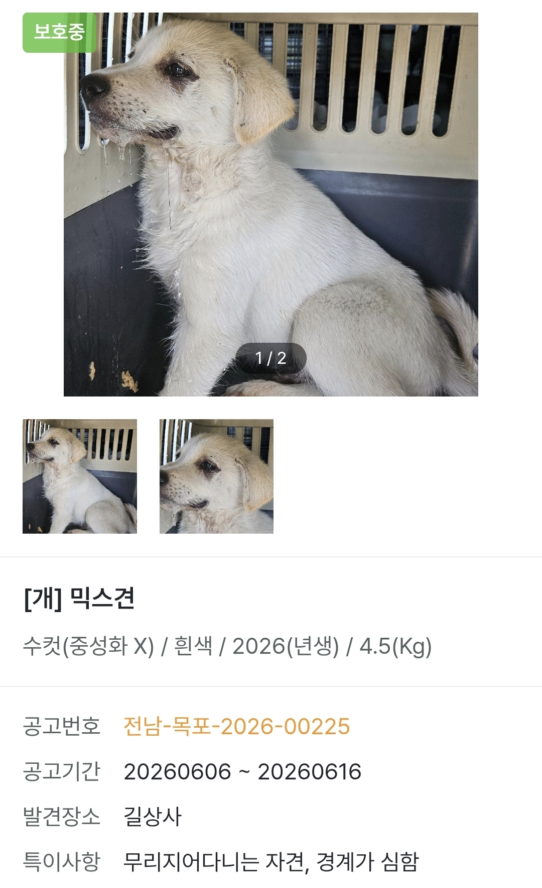 유기견 보호소에서 계속 울고있는 새끼 강아지 | 인스티즈